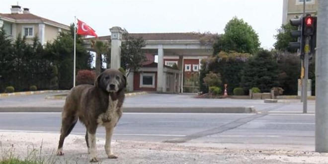 Sitede sokak köpeğine vuran güvenlik görevlisi gözaltına alındı