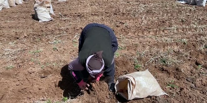 Türkiye'de üretilen havucun yarısından fazlası bu mahallede yetiştiriliyor