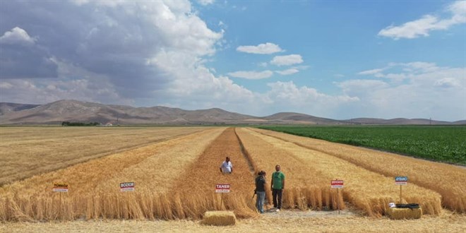 Tarımsal Araştırma Enstitüsü'nün arazisi imara açılıp TOKİ'ye devredildi