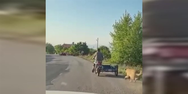 Bir kişinin motosiklete bağlayarak şiddet uyguladığı köpeği jandarma kurtardı