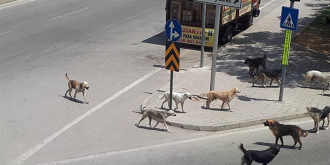 Adana'da sahipsiz köpeğin bir çocuk ve iki vatandaşa saldırması kameralara yansıdı