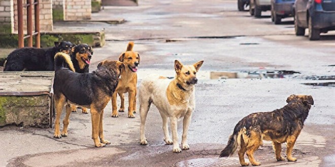 4 kişiden birine köpek saldırmış
