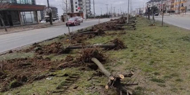 Ağaç katliamı yapan belediyeden ilginç cevap: Dekora uymuyor