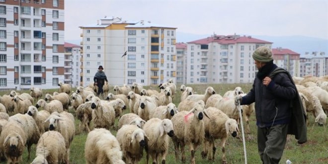 Çobanlar sosyal güvence istiyor