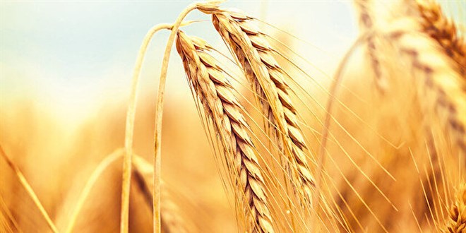 Mardin'de 1.5 milyon ton buday hasad: Trkiye'nin yzde 10'unu karlyor