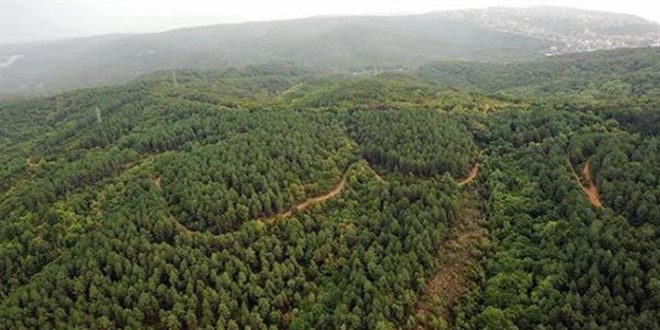 Muğla'da ormana girişler yasaklandı!