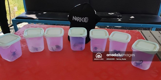 Yapay zeka ASENA sayesinde 7 akrep kurtarılarak doğaya salındı