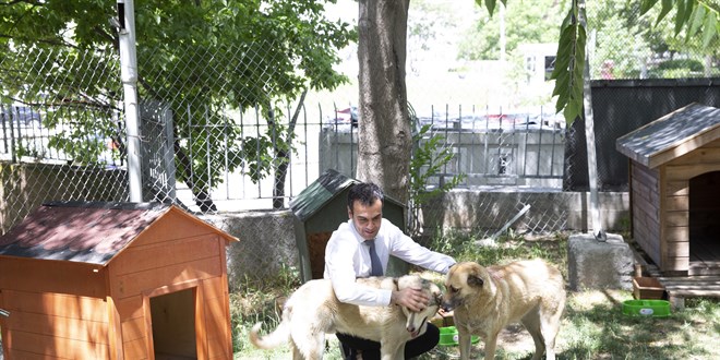 Ankara Adliyesinde sahipsiz hayvanlar için 'kedi sokağı' inşa edildi