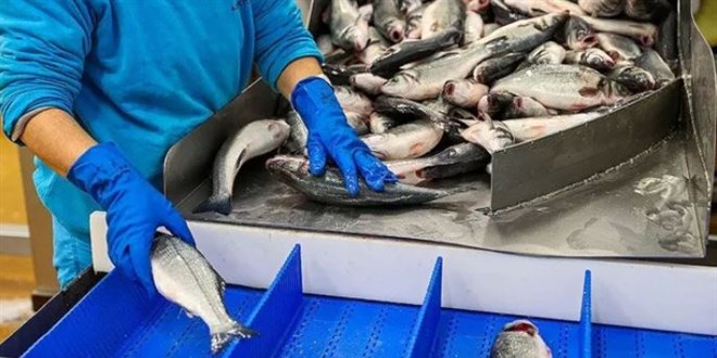 İhracat fiyatları uçurdu! Balık, kırmızı eti geçti