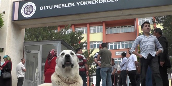Kangal köpeği sınava giren sahibini okulun kapısında bekledi