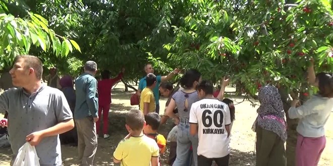 26 dönüm araziden vatandaşlar ücretsiz kiraz topluyor