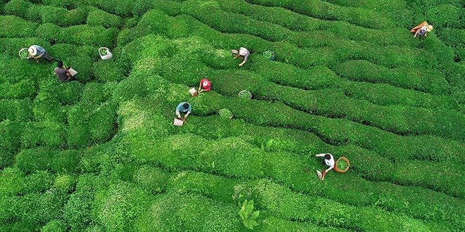 Rize, 5 ayda ay ihracatndan 3,5 milyon dolar kazand