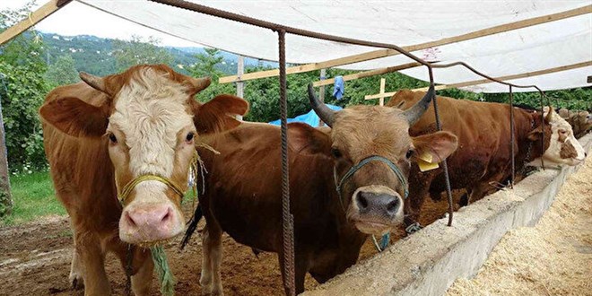 Başkentteki hayvan pazarlarında kurbanlıklar alıcılarını bekliyor