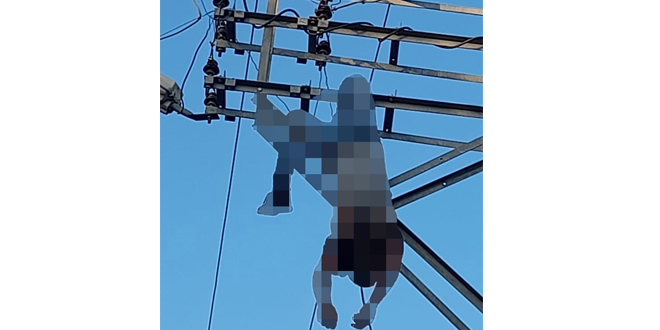 Osmaniye'de tırmandığı elektrik direğinde akıma kapılan kişi öldü