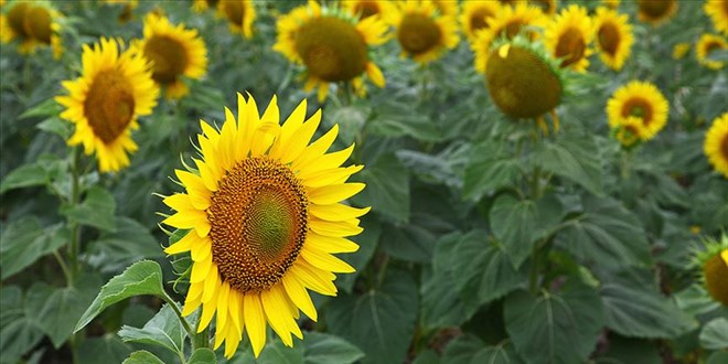 16 tarım ürününe 'önce ithalat' şartı getirildi