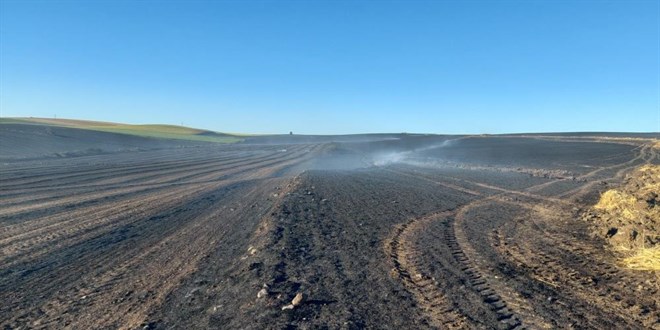 Tekirdağ'da bin dönüm buğday tarlası yandı