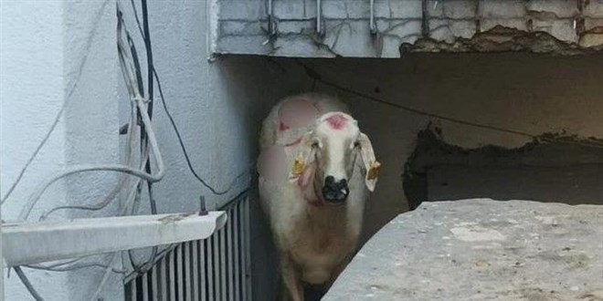Kaçan kurbanlık yakalandı, sahibi kayıp