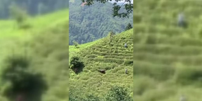 Rize'de kaçan kurbanlık, sahiplerini peşinden koşturdu