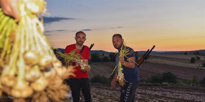 Taşköprü sarımsağı için gece nöbeti