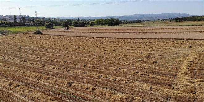 Üniversitenin arazisine buğday ektiler, 400 ton hasat yaptılar
