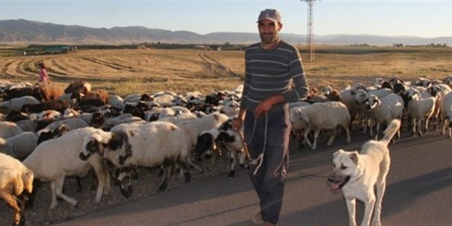 Küçükbaş hayvan yetiştiricileri ESK'nin kuzu eti fiyatına yaptığı indirimden memnun