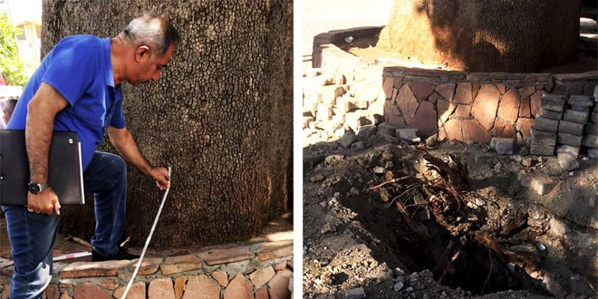 270 yıllık anıt ağaca zarar verenler hakkında suç duyurusu