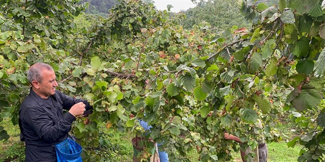 Ordu Valisi Sonel, işçilerle fındık topladı