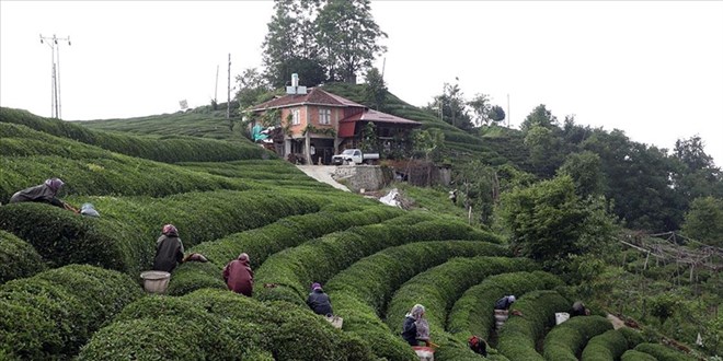 Rize'nin Çayeli Koloti peyniri coğrafi işaret tescili aldı