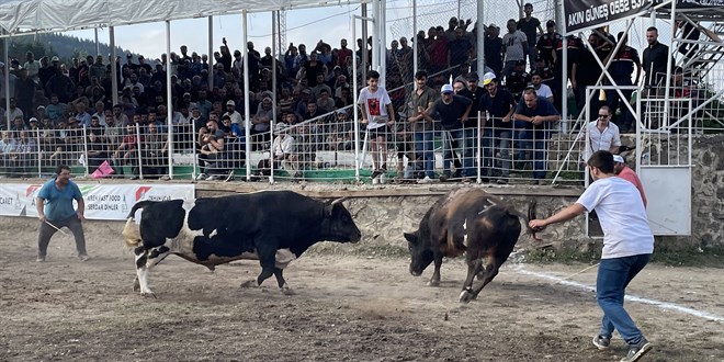Artvin'de Boğa Güreşleri Türkiye Şampiyonası yapıldı