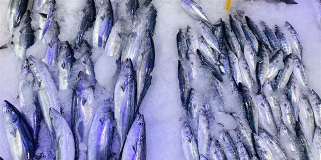 Karadeniz'de palamut, çinekop ve hamsi bolluğu bekleniyor