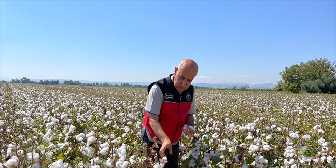 Bakan Vahit Kirici, Hatay'da pamuk hasat etti