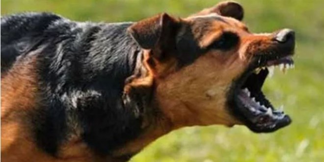 Yargıtay son noktayı koydu: Estetik masraflarını köpeğin sahibi öder