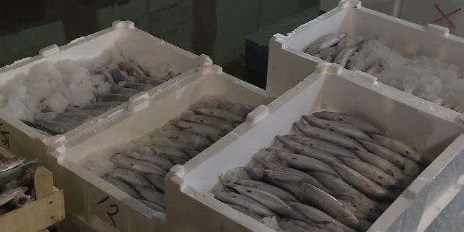 Samsun'da balık haline gelen 5 bin kasa palamut bir saatte tükendi