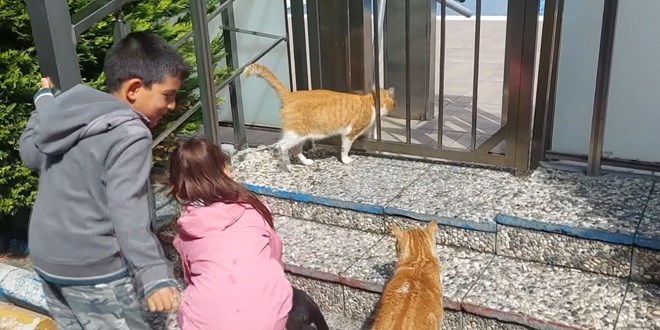 6 yaşında çocuğa 'kedi besleme' cezası