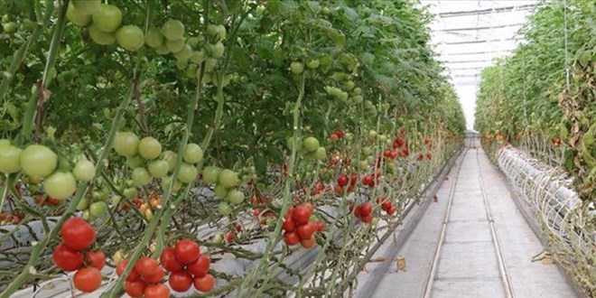 Bu kış Avrupa'yı biz doyuracağız