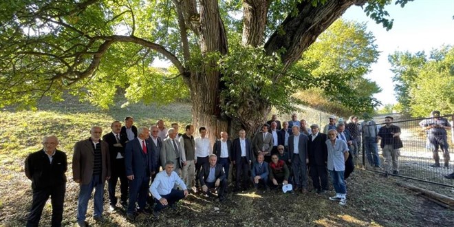 1100 yıllık armut ağacında meyve hasadı yapıldı