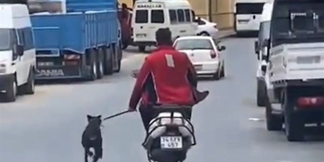 İstanbul'da köpeğe eziyet eden kişiye işlem yapıldı
