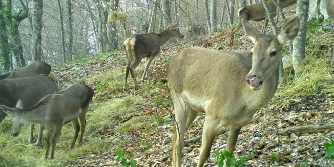 İki kızıl geyiği idari yargı kurtardı