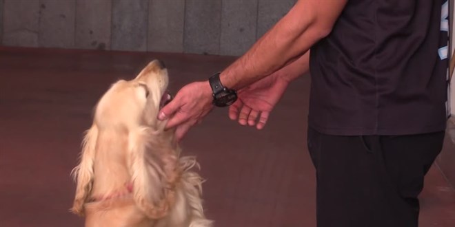İtfaiyecilerin sahiplendiği köpek personelin yanından ayrılmıyor
