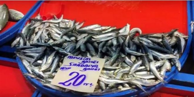 Sardalya 20 liraya kadar düştü vatandaşlar adeta kapıştı