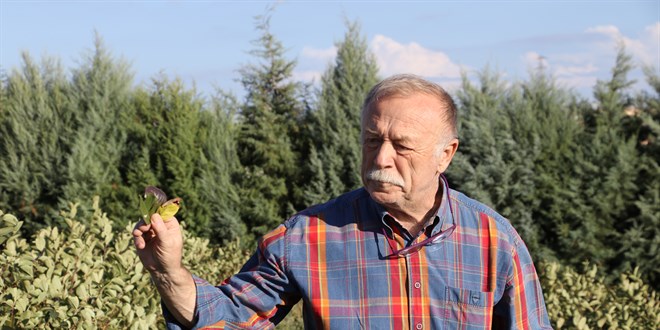 Meteoroloji mühendisi saksıda başladığı aronya üretimini 16 dekara çıkardı