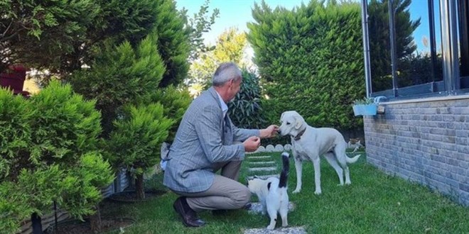Sokak hayvanları için emsal karar: Tedavi masrafını sigorta karşılayacak
