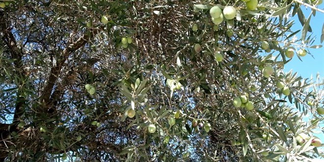 1300 yıllık ağaçta zeytin hasadı