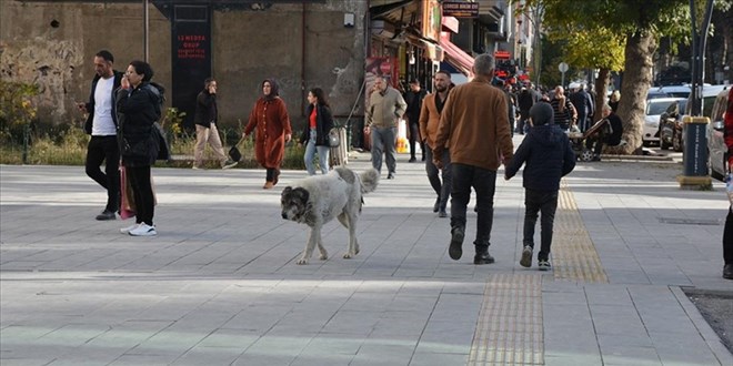Bitlislilerden çağrı: Sahipsiz köpekler toplatılsın