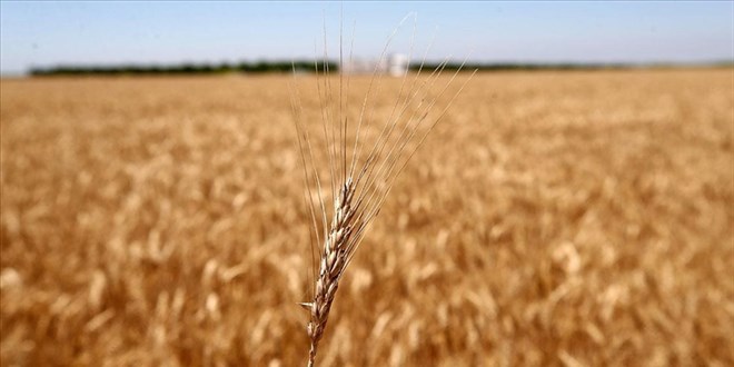 AB'den Türkiye'ye tahıl anlaşması teşekkürü