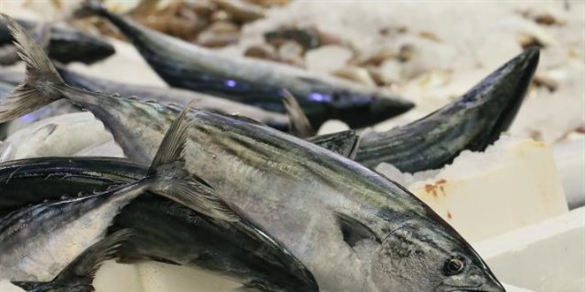 Balık tezgahları bereketlendi, fiyatlar düştü