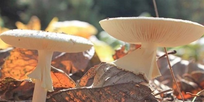 Mantar aynı aileden 6 kişiyi zehirledi