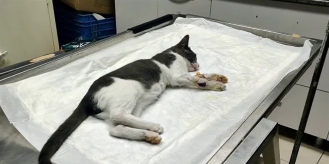 Manisa'da lise öğrencileri yaralı kedi yavrusu için seferber oldu