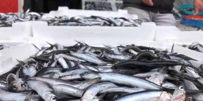 Hamsi 25 TL'ye tezgahlarında yerini aldı