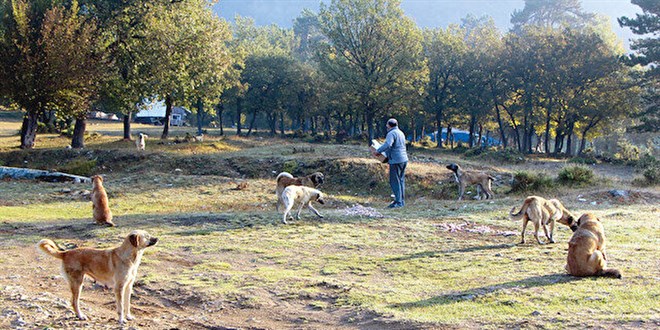 Ormanda doğal barınak: Ağaç kesmemek şartıyla belediyelere yer verilecek
